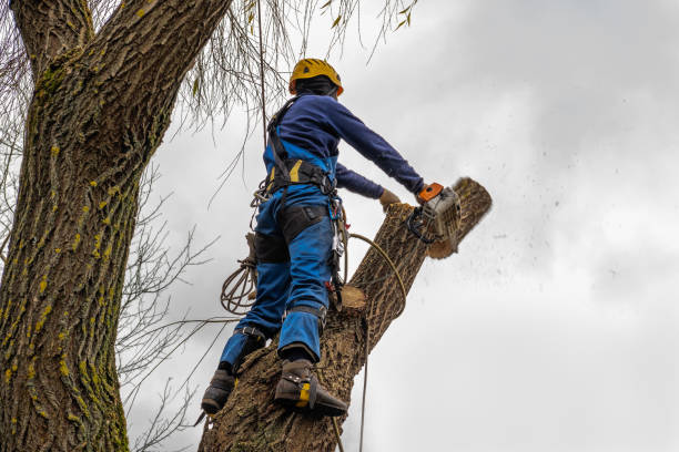 Best Hazardous Tree Removal  in Montevlo, AL