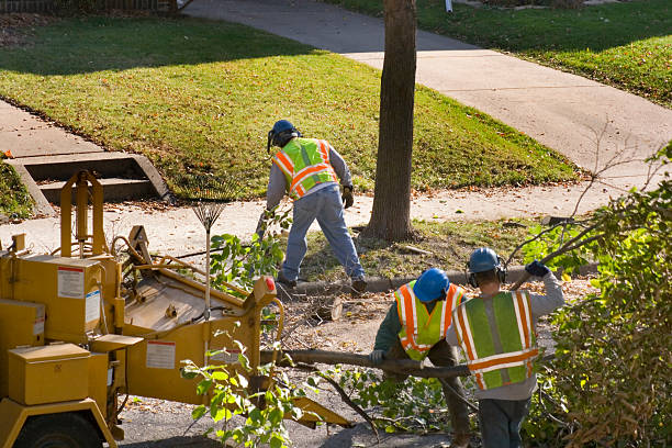  Montevlo, AL Tree Services Pros