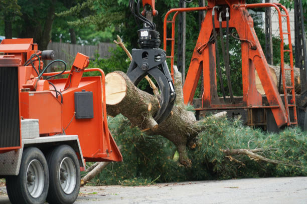 Best Hedge Trimming  in Montevlo, AL